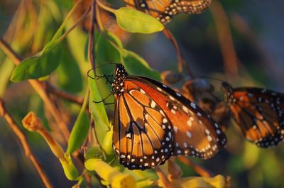 Butterfly perching on leaf