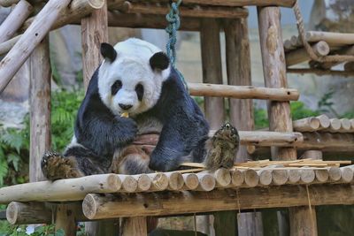 Close-up of animal sitting on wood at zoo