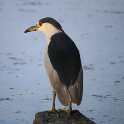 Birds in water