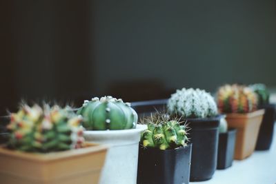 Close-up of succulent plant in pot