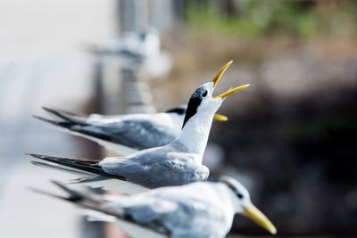 Close-up of bird perching outdoors