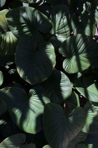 Full frame shot of flowering plants