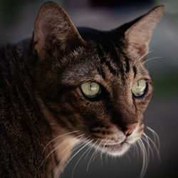 Close-up portrait of a cat looking away