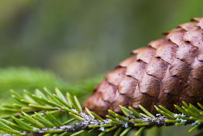 Close-up of pine cone on tree