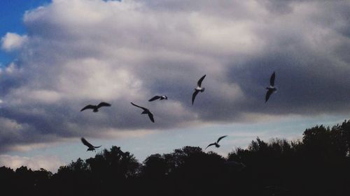 Low angle view of silhouette birds flying against sky