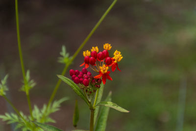 Close-up of red flowering plant