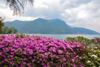 Purple flowering plants by mountains against sky