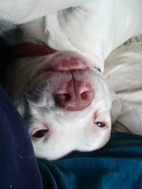 Close-up portrait of a dog