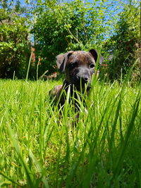 Close-up of dog on field