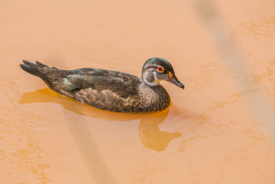 Close-up of duck swimming in lake