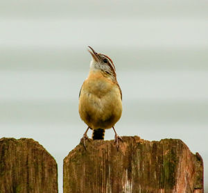 Close-up of bird perching on wood against sky