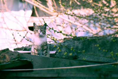 A cat sitting on the roof staring at the camera 