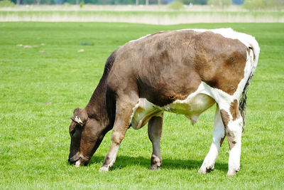 Cow grazing in a field