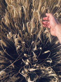 Close-up of person hand on field