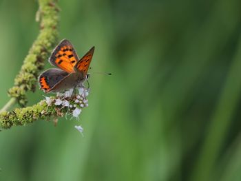 Close-up of butterfly pollinating on flower