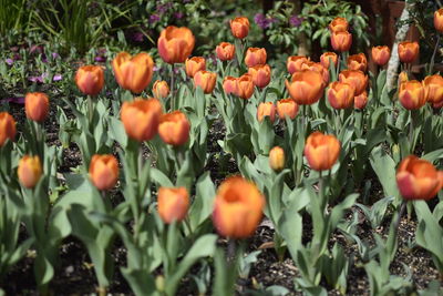 Orange flowers growing on field