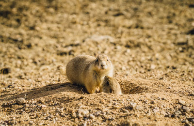 Close-up of marmots on field