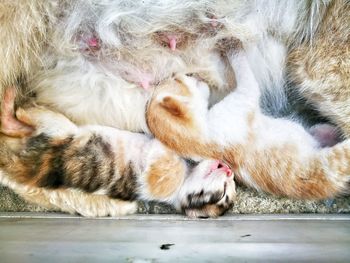 Close-up of cat relaxing on floor