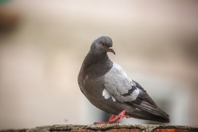 Close-up of pigeon perching on railing