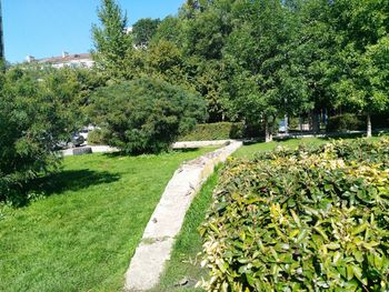 Plants and trees in park