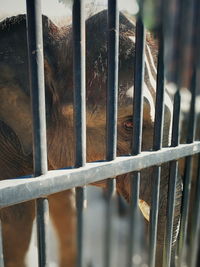 Close-up of monkey in cage at zoo