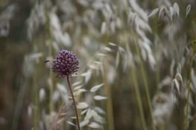 Close-up of thistle blooming outdoors