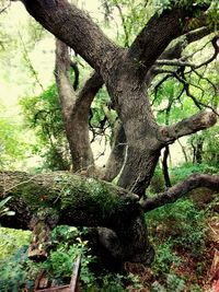 Low angle view of tree