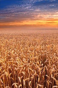 Scenic view of field against sky during sunset