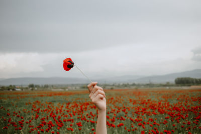 Cropped hand of woman holding yellow flower against sky