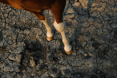 Low section of person standing on mud