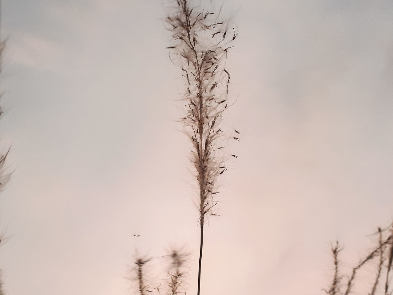 LOW ANGLE VIEW OF BARE TREES AGAINST SKY