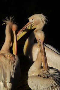 Close-up of birds against black background