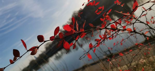 Low angle view of red plant against sky