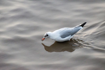 High angle view of seagull on a lake