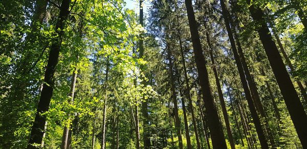 Low angle view of bamboo trees in forest