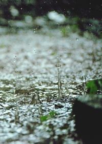 Surface level of frozen water on land