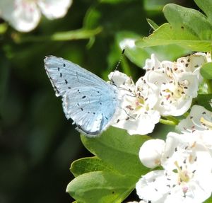 Close-up of butterfly on flower