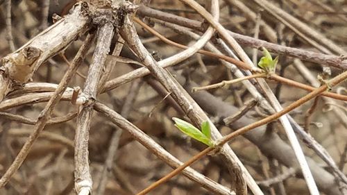 Close-up of lizard on tree