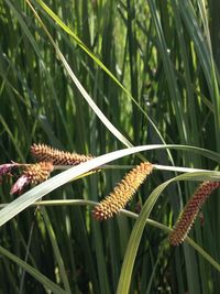 Close-up of insect on plant