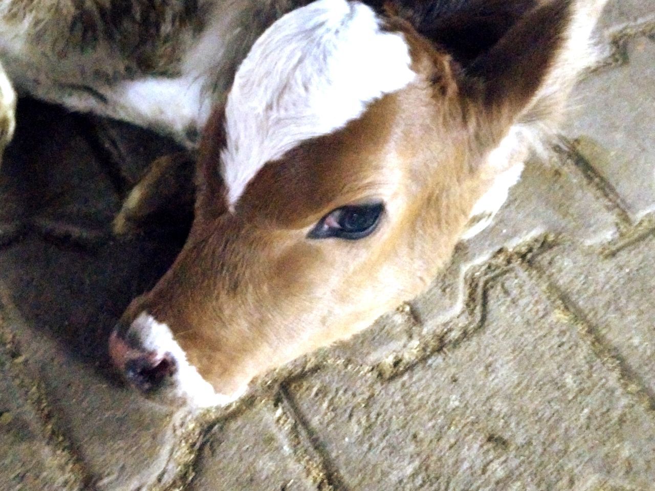 animal themes, mammal, domestic animals, one animal, animal head, pets, close-up, portrait, animal body part, looking at camera, dog, no people, livestock, zoology, day, indoors, snout, relaxation, herbivorous