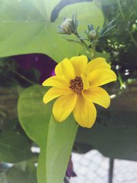 Close-up of bee on yellow flower