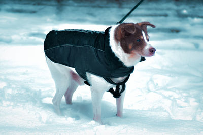 Dog on snow covered land