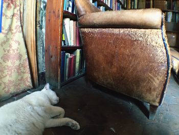 Close-up of cat relaxing on tiled floor