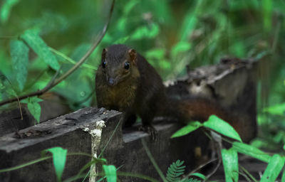 Close-up of squirrel