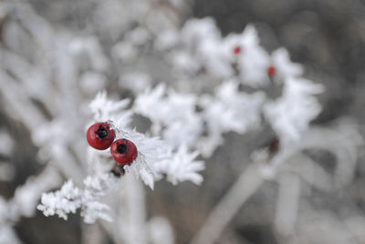 Close-up of ladybug on snow