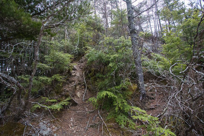 Trees in forest