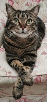 Close-up portrait of a cat