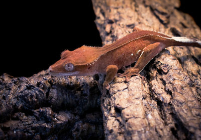 Close-up of lizard on tree trunk