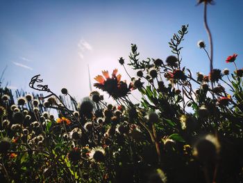 Low angle view of flowering plants on field against sky