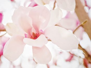 Close-up of pink orchids